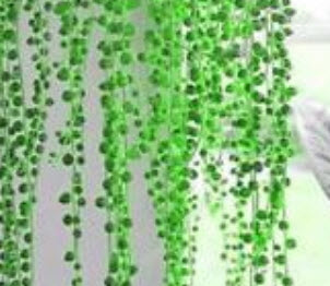 เพิร์ล คลอโรฟีทัม (Pearl Chlorophytum) สีเขียวอ่อน / 50 เม็ด