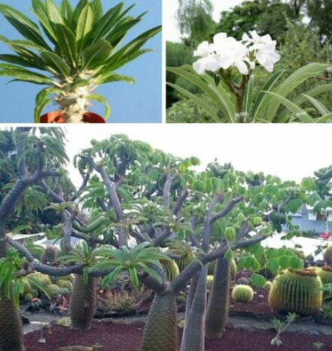 ปาล์มมาดากัสการ์ (Madagascar palm) / 10 เม็ด (Portugal)