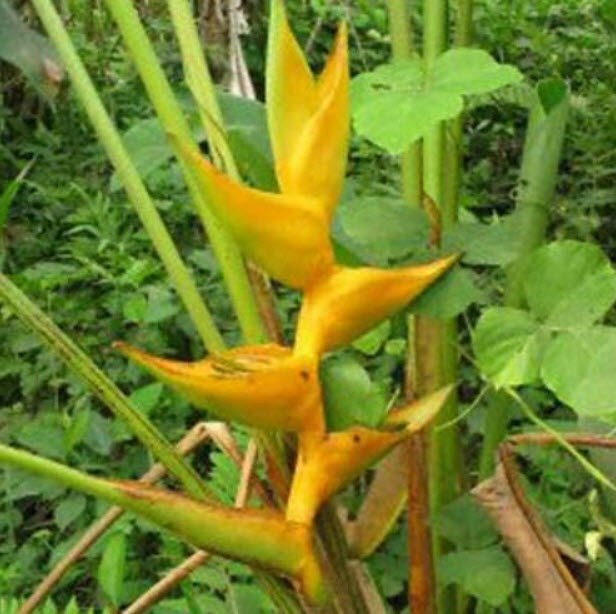 เฮลิโคเนีย (Heliconia Champneiana - Maya Gold) / 3 เม็ด (UK)