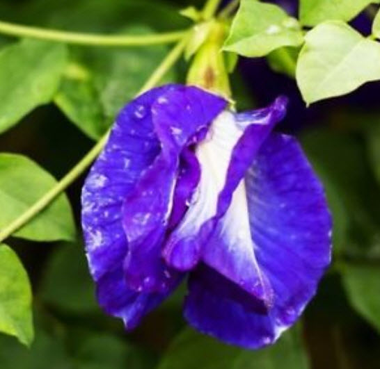 อัญชัน สีม่วง ซ้อน / 30 เม็ด