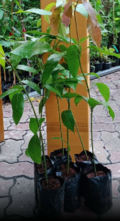 ต้น มะม่วงเบา มะม่วงตอแหล ลูกม่วงเบา เพาะเมล็ด สูง 50-80 ซ.ม. / ต้น