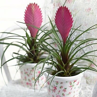 ทิลแลนด์เซีย (Tillandsia Cyanea) สีชมพู / 10 เม็ด