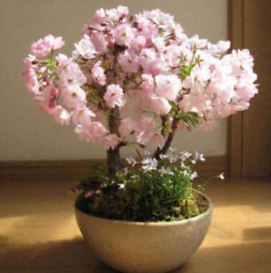 บอนไซซากุระ (Sakura bonsai) สีชมพู / 10 เม็ด (นอก)