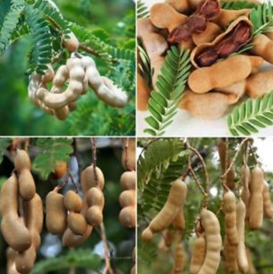 มะขาม บอนไซ (Tamarind bonsai) / 10 เม็ด