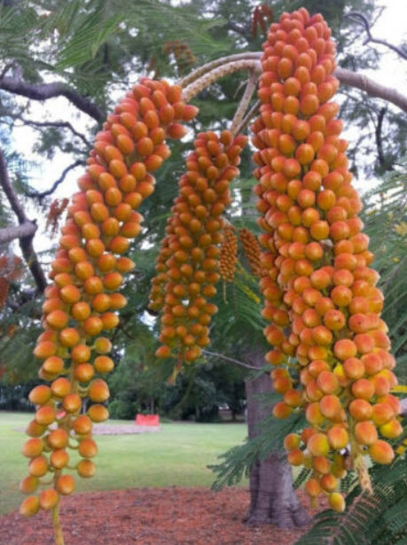 ทองพลุ (Colville's Glory) / 3 เม็ด (USA)