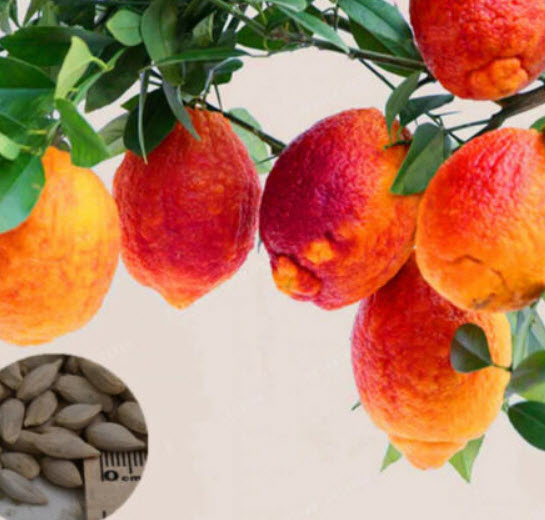 เลม่อนแดง (Red Lemon / Blood Orange) / 10 เม็ด (Vietnam)