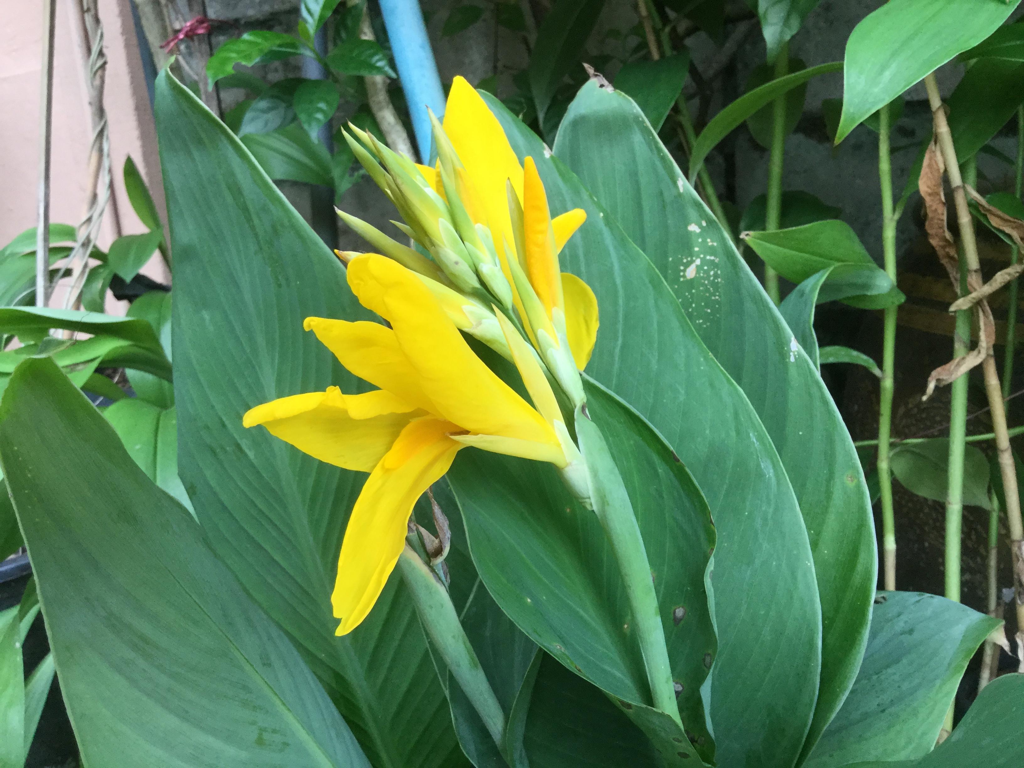 ต้นพุทธรักษาเตี้ย สีเหลือง / ต้น