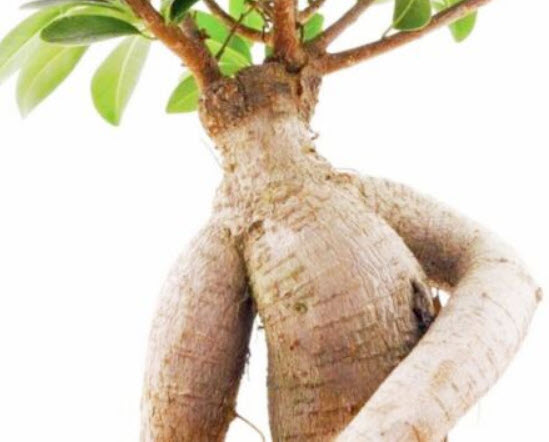 โสมอินเดีย (Indian Ginseng) / 50 เม็ด (India) *