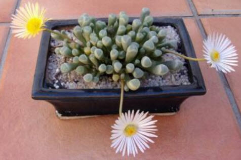 ป็อกกี้ หรือ เฟเนสตราเรีย (Fenestraria) / 5 เม็ด (Australia)