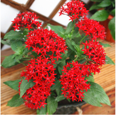 เข็มอินเดีย (Starflower) คละสี / 20 เม็ด (China)