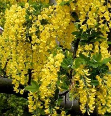 โกลเด้น เชน (Golden Chain Tree) บอนไซ / 60 เม็ด (UK)