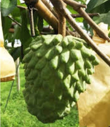 ต้นน้อยหน่าสับปะรด หรือฟ้งหลีซื่อเจีย กระถาง 12 นิ้ว สูง 50-60 ซ.ม. / ต้น