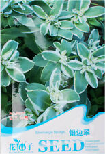 ยูฟอร์เบีย มาร์จินาต้า (Euphorbia Marginata) / ซอง 10 เม็ด (F001)