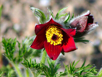 พาสคิว ฟลาวเวอร์ แดง (Pasque flower Red) / 70 เม็ด (UK)