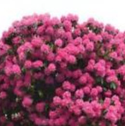 ซากูระ (Cherry Blossom - Sakura) สีชมพูเข้ม / 10 เม็ด