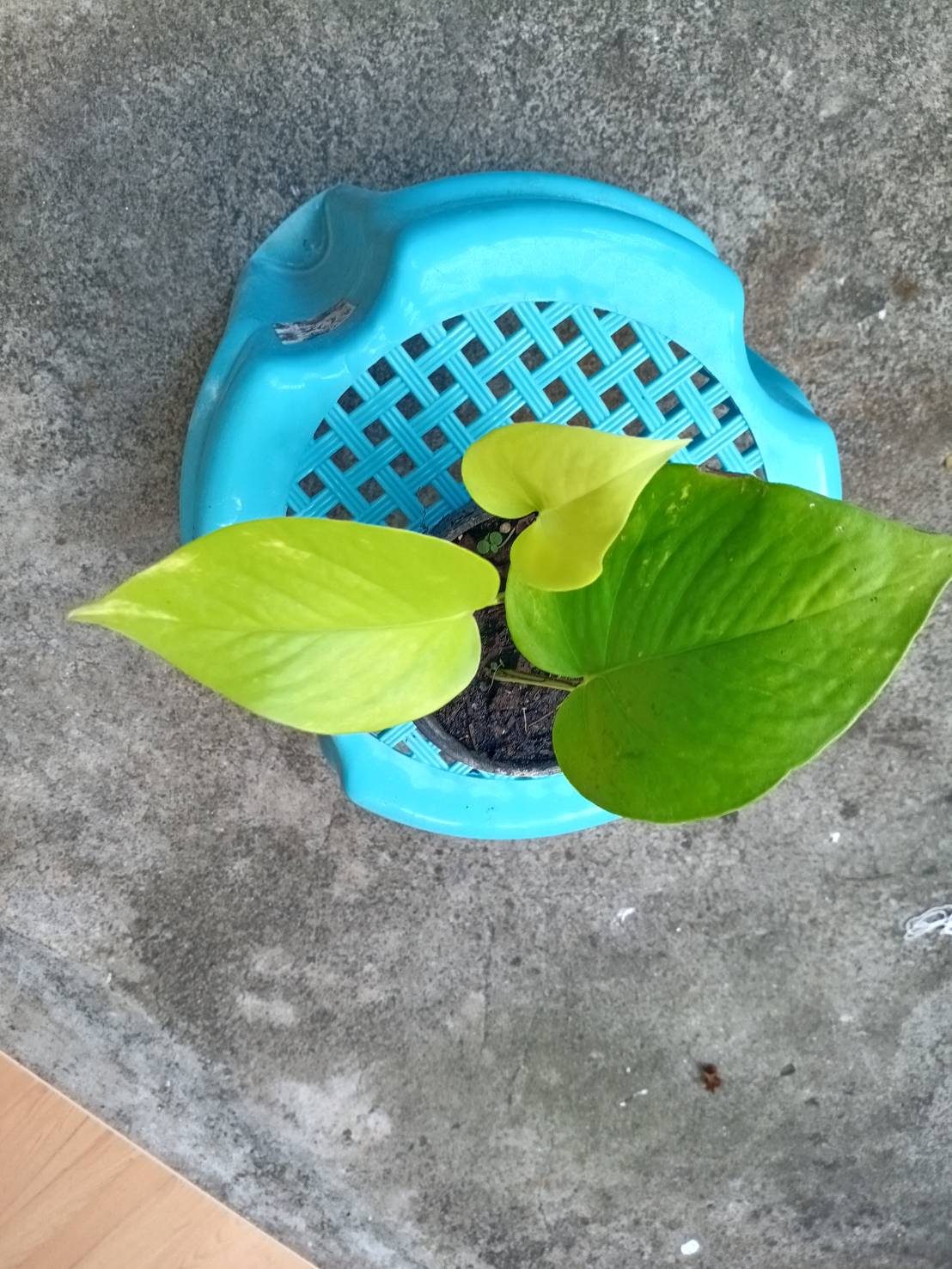 ต้นพลูด่างสองสี กระถาง 4 นิ้ว