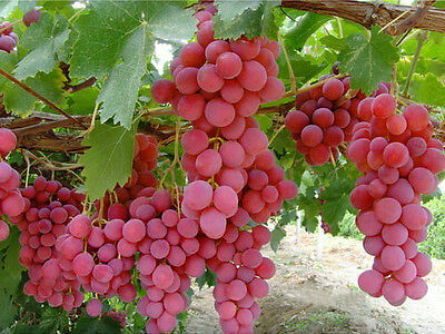 องุ่น เรด โกลบ (Red Globe Grape) / 10 เม็ด (Malta)