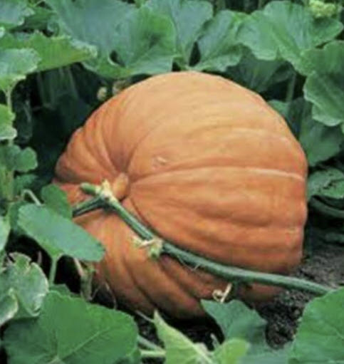 ฟักทองยักษ์ (Giant pumpkin) / 5 เม็ด (China)