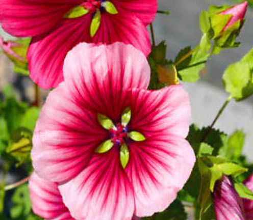 มาโลป (Malope trifida) คละสี / 150 เม็ด (UK)