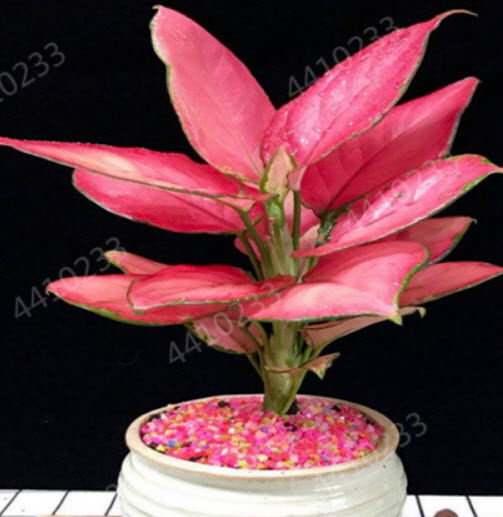 สาวน้อยประแป้ง (Dieffenbachia) คละ / 50 เม็ด