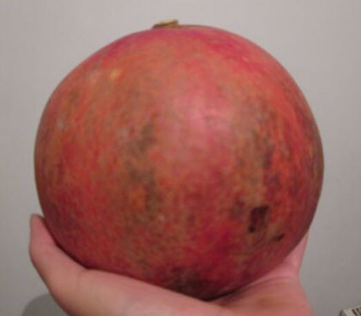 ทับทิมตุรกี ผลใหญ่ (Giant Turkey) / 10 เม็ด (UK)