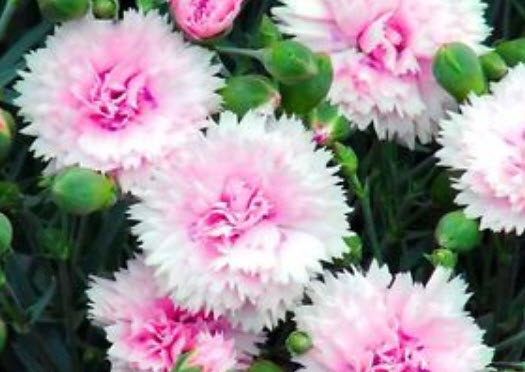 ผีเสื้อซ้อน (Dianthus plumarius - Sonata) คละ / 260 เม็ด (UK)