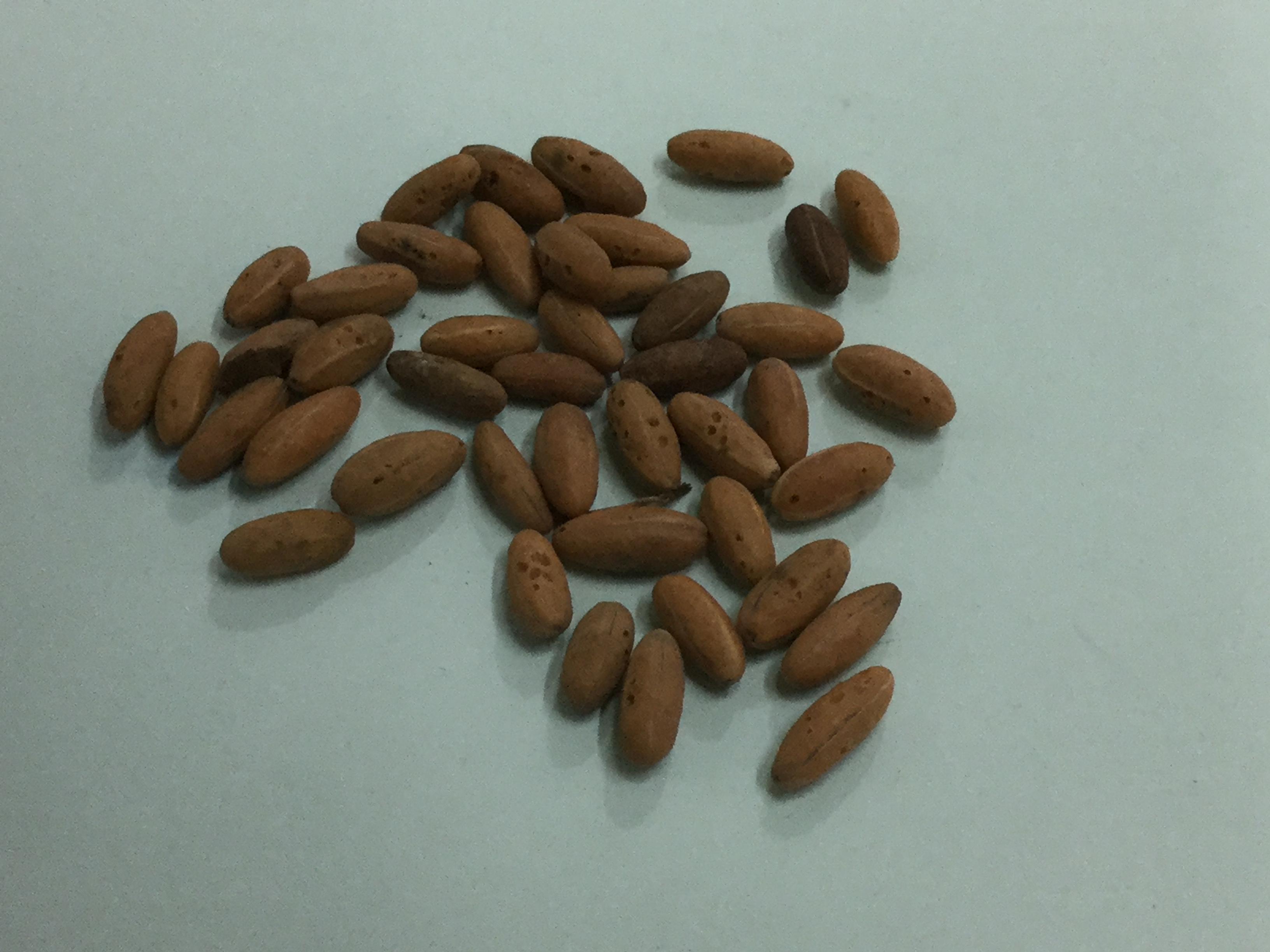 มิราเคิล (Miracle) / 10 เม็ด