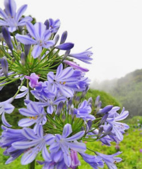 คลิเวีย (Clivia) ม่วง / 5 เม็ด