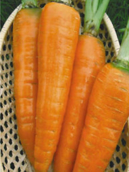 แครอท รัสเซีย หัวใหญ่ สีส้ม / 500 เม็ด