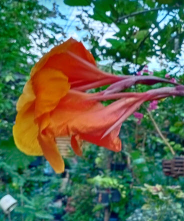 พุทธรักษา (Canna) ดอกสีส้ม-เหลือง ใบเขียว / 10 เม็ด (P2S)