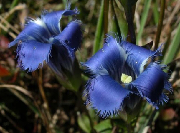 บลู เจนเทียน (Blue Gentian) / 10 เม็ด (USA)