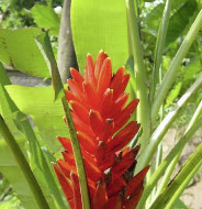 กล้วยรัตกัทลี หรือกล้วยกัทลี (Red Dwarf Banana / Musa Coccinea) / 4 เม็ด (Germany)