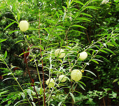 หงส์เหิร / สวอนแพลนท์ หรือ บอลลูน ฟรุต (Balloon fruit) / ซอง 25 เม็ด (Portugal)