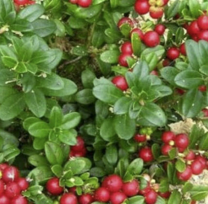 ลินกอนเบอรี่ (Lingonberry) / 25 เม็ด (Romania)