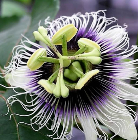 เสาวรส (Passion fruit) ผลสีเหลือง / 300 เม็ด (P2S)