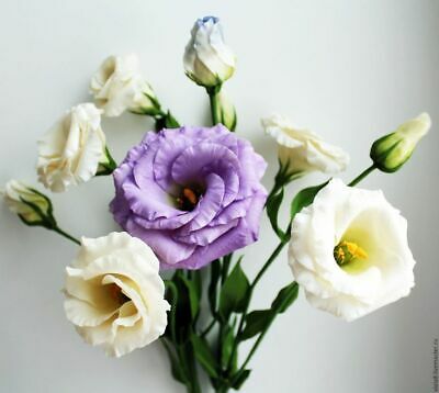 ไลซิแอนธัส (Lisianthus) คละ / 400 เม็ด (Russia)