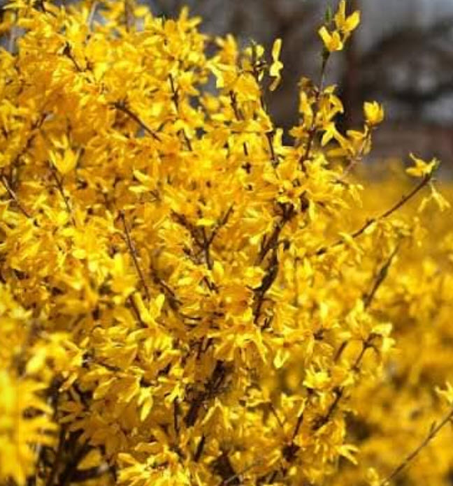 ต้นเหลี่ยงเคี้ยว หรือ ฟอร์ซีเทีย (Forsythia) / เหลี่ยนเชี่ยว พืชสมุนไพรชั้นยอดจากจีน