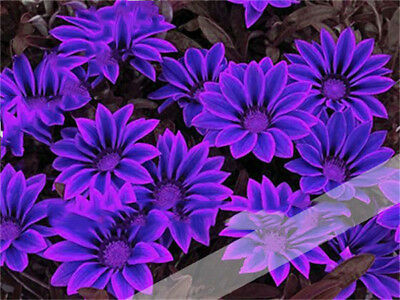 กาซาเนียแอฟริกา (Africa Gazania) คละ / 50 เม็ด