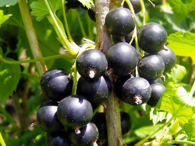 แบล๊ค เคอแร้นท์ (Black Currant) / 50 เม็ด