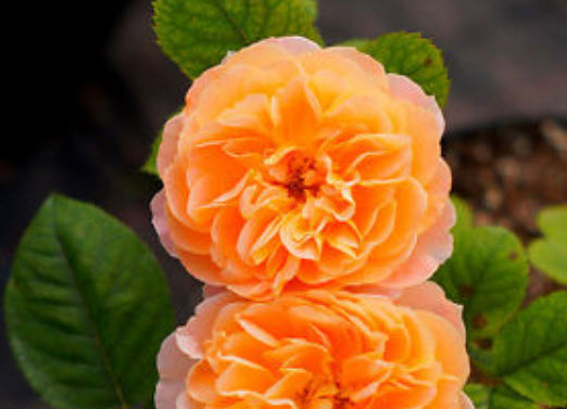 กุหลาบเลื้อย สีส้ม / 100 เม็ด