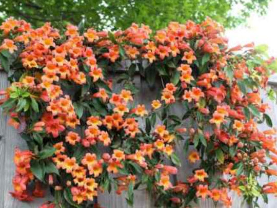 มธุลดา ดอกสีส้ม (Orange Trumpet Vine) / 10 เม็ด (Serbia)