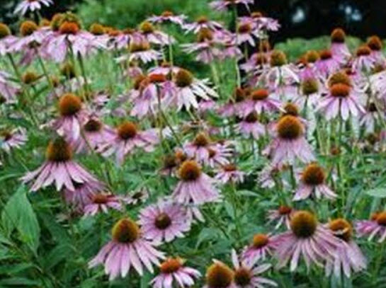 เอ็กไคนาเซีย (echinacea purpurea) / 200 เม็ด (USA)