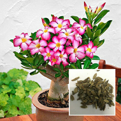 ชวนชม สีชมพู / 25 เม็ด (นอก)