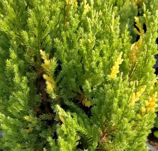 สนแซมทอง (Chinese Juniper) หรือสนพลุทอง กระถาง 10 นิ้ว