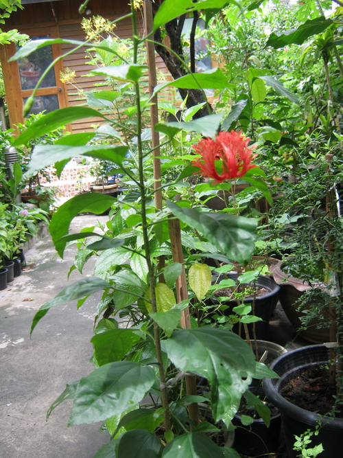 ต้นพู่ระหง ดอกฝอย กระถาง 8-10 นิ้ว สูง 40-60 ซ.ม.