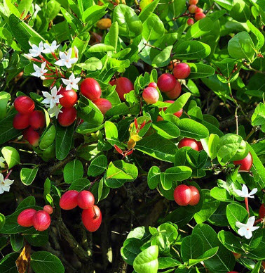 ต้นมะนาวโห่ สูง 30-50 ซ.ม. / ต้น