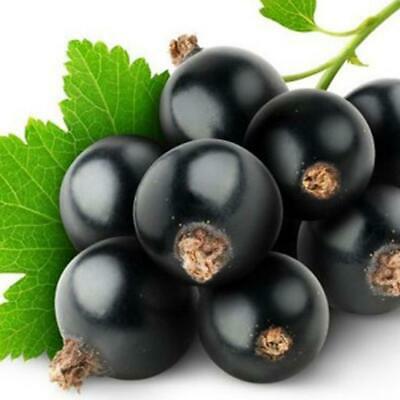 แบล๊ค เคอแร้นท์ (Black Currant / Blackcurrant) / 100 เม็ด