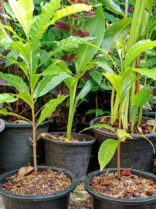 ต้น เอบิว อะบิว เอบิวไต้หวัน สูง 30-50 ซ.ม. รสชาดอร่อย