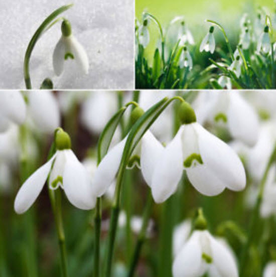 หยาดหิมะ หรือกาแลนธัส (Snowdrop / Galanthus) / 100 เม็ด