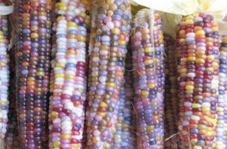 ข้าวโพดแฟนซี / 30 เม็ด